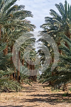 Plantation of Phoenix dactylifera, commonly known asÂ dateÂ orÂ date palm trees in Arava and Negev desert, Israel, cultivation